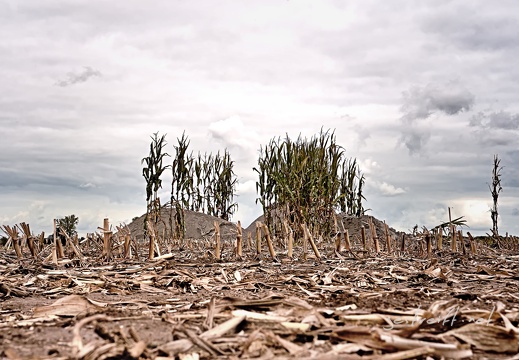 Mais-Armageddon am Großen Holz