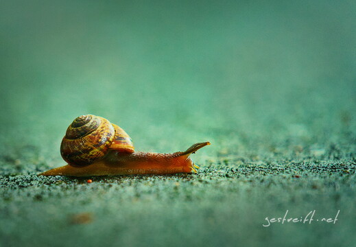 2017-07-02 155559 2017-07-02 155559 a7ii-DSC02011 reedit