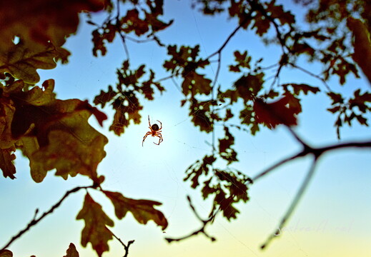 2019-08-31 193326 2019-08-31 193326 a7ii-DSC03190 edit