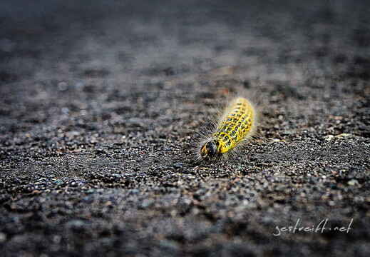 2019-09-08 141514 2019-09-08 141514 a7ii-DSC03273 edit