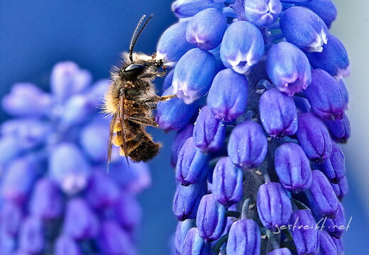 2020-04-09 164736 2020-04-09 164736 a7ii-DSC08355 edit