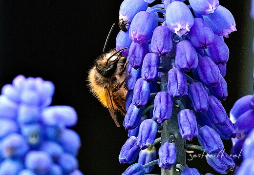 2020-04-09 164952 2020-04-09 164952 a7ii-DSC08362 edit