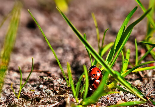 2020-05-31 164729 2020-05-31 164729 a7ii-DSC09131 edit