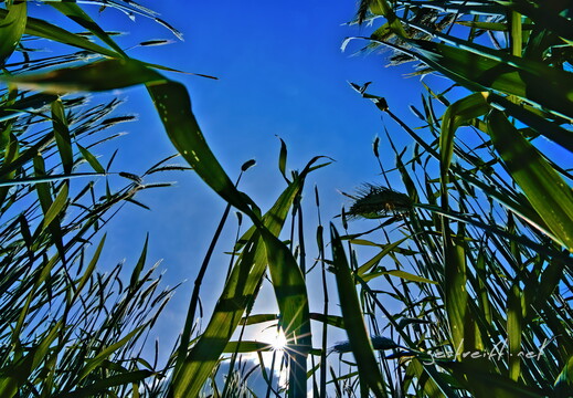 2020-05-31 163948 2020-05-31 163948 a7ii-DSC09120 edit