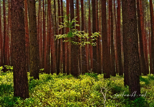 2020-06-01 122114 2020-06-01 122114 a7ii-DSC09150 edit