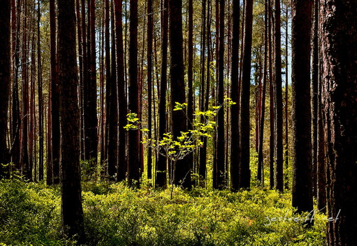 2020-06-01 122311 2020-06-01 122311 a7ii-DSC09155 edit