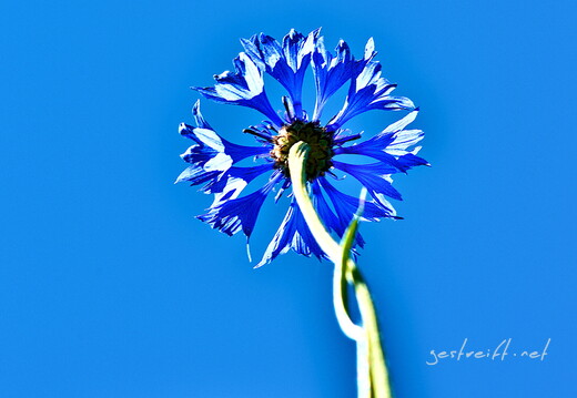 2020-06-01 125417 2020-06-01 125417 a7ii-DSC09166 edit