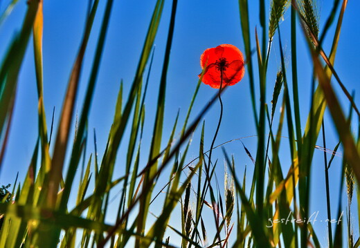 2020-06-02 072810 2020-06-02 072810 a7ii-DSC09187 edit