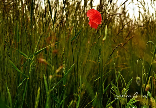 2020-06-11 180012 2020-06-11 180012 a7ii-DSC09237 edit