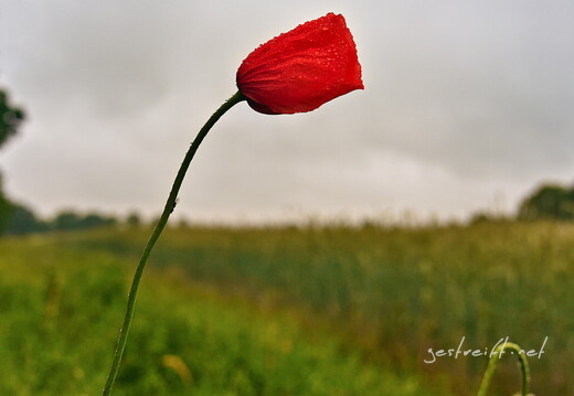 2020-06-11 180740 2020-06-11 180740 a7ii-DSC09240 edit