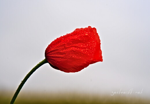 2020-06-11 180959 2020-06-11 180959 a7ii-DSC09247 edit