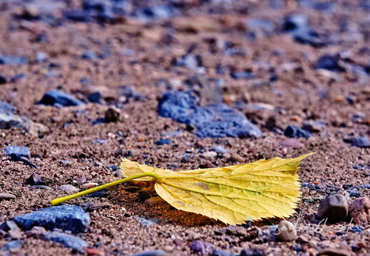 2020-06-14 092628 2020-06-14 092628 a7ii-DSC09252 edit