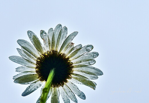 2020-06-14 174351 2020-06-14 174351 a7ii-DSC09258 edit