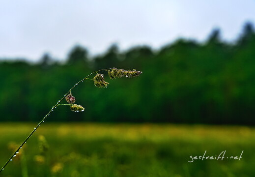 2020-06-14 174520 2020-06-14 174520 a7ii-DSC09262 edit