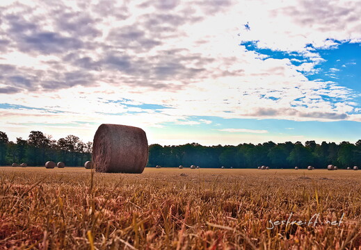 2020-06-25 082829 2020-06-25 082829 a7ii-DSC09297 edit