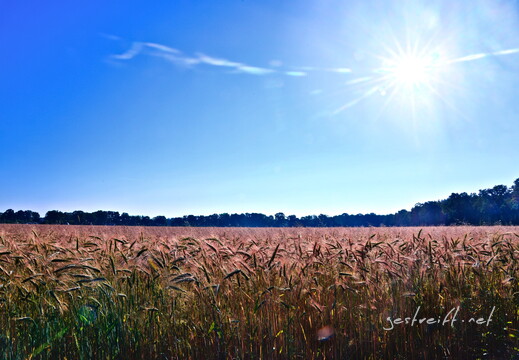 2020-06-26 075049 2020-06-26 075049 a7ii-DSC09303 edit