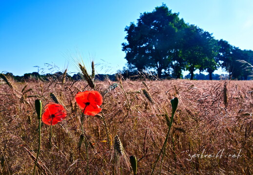 2020-06-26 075940 2020-06-26 075940 a7ii-DSC09307 edit