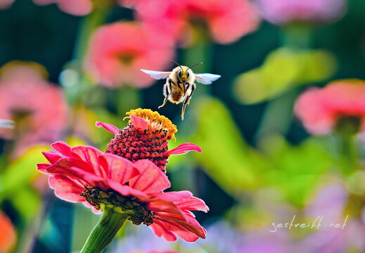 2017-08-27 102054 2017-08-27 102054 a7ii-DSC04678 edit