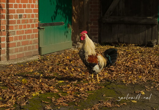 2017-10-03 112908 2017-10-03 112908 gaarz-a7ii-DSC05785