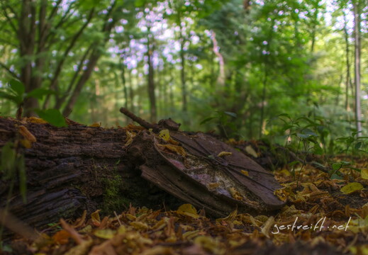 de kiel-tannenberger wald 01 2016-09-17 fattal 60 mantiuk06