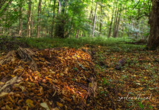 de kiel-tannenberger wald 02 2016-09-17 fattal 50 mantiuk06