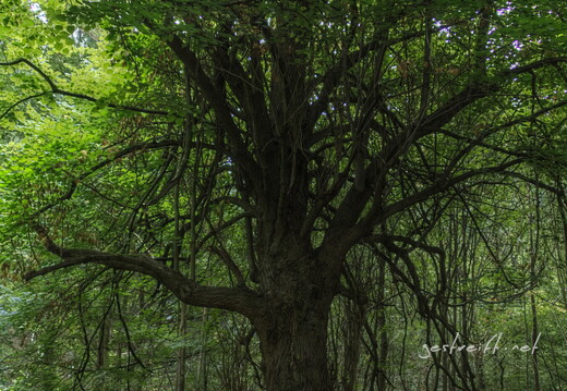 de kiel-tannenberger wald 03 2016-09-17 fattal 50 mantiuk06