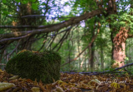 de kiel-tannenberger wald 04 2016-09-17 fattal 50 mantiuk06