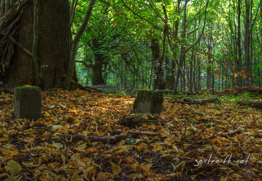 de kiel-tannenberger wald 06 2016-09-17 fattal 75 mantiuk06