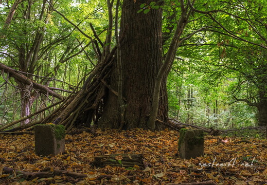 de kiel-tannenberger wald 07 2016-09-17 fattal 70 mantiuk06