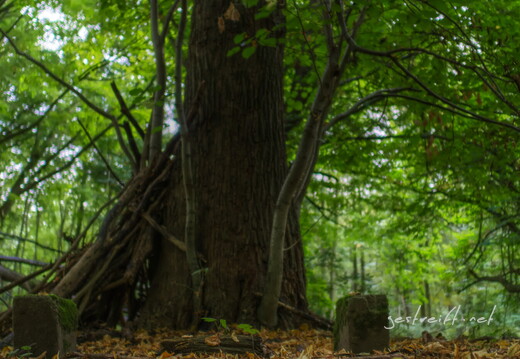 de kiel-tannenberger wald 08 2016-09-17 fattal 60 mantiuk06