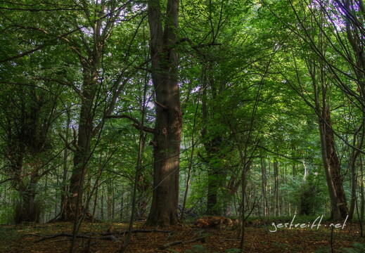 de kiel-tannenberger wald 09 2016-09-17 fattal 60 mantiuk06