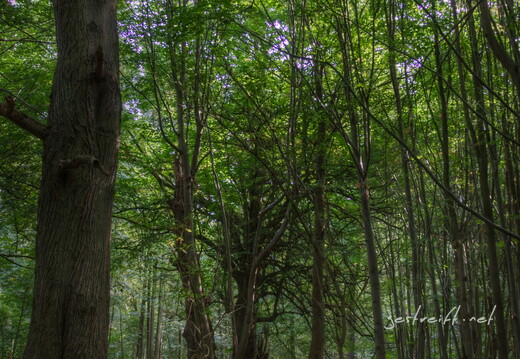 de kiel-tannenberger wald 10 2016-09-17 fattal 50 mantiuk06