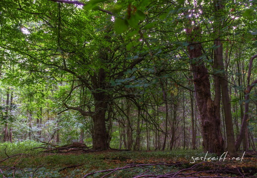 de kiel-tannenberger wald 11 2016-09-17 fattal 60 mantiuk06