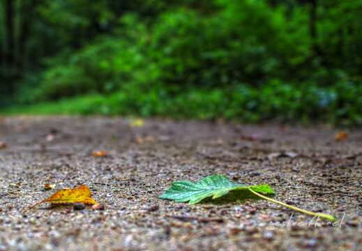 de kiel-tannenberger wald 12 2016-09-17 fattal 50 mantiuk06