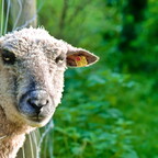 2017-10-01 103938 a7ii-DSC05636