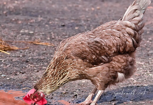 2017-10-01 110550 a7ii-DSC05665