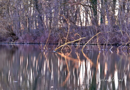 2026-03-02 083308 a7iii-DSC09401