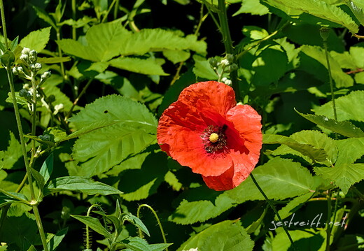 2026-05-30 100842 a7iii-DSC00685